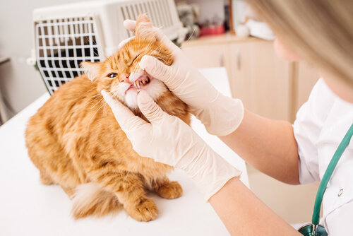 Pet Dental Care